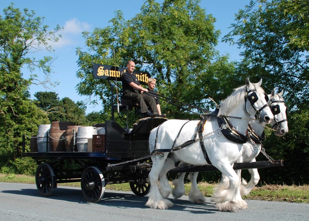 White shire horse horses